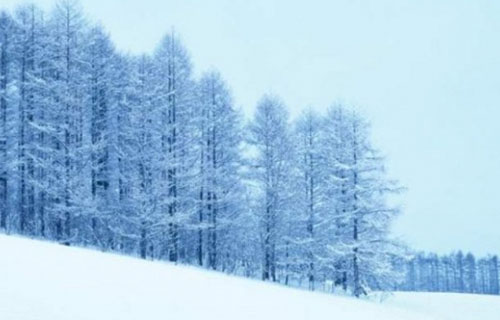 天山雪岭云杉林 (新疆)